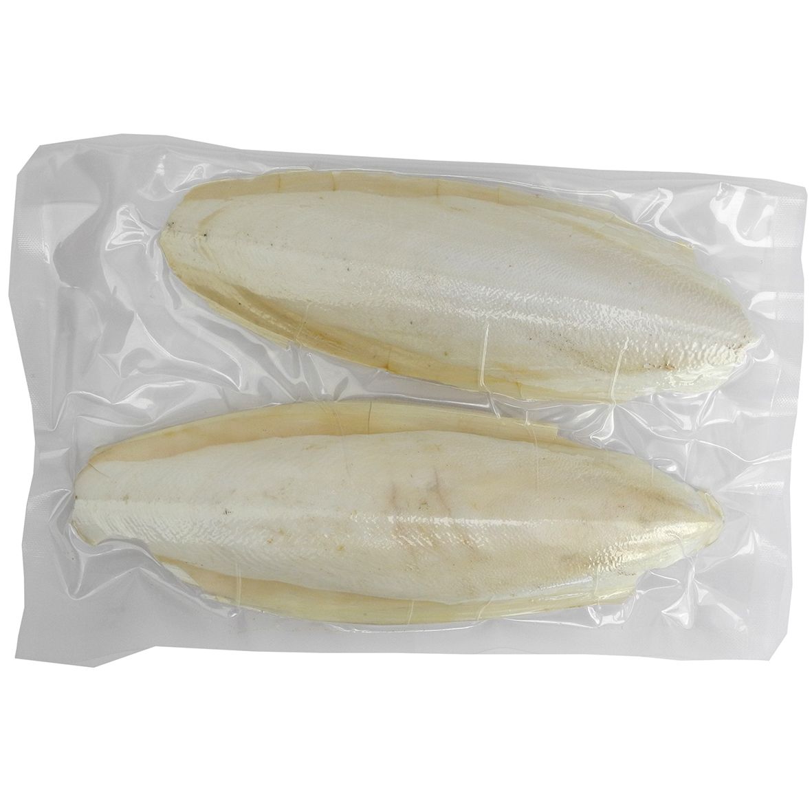 Cuttlefish  - TC29 -