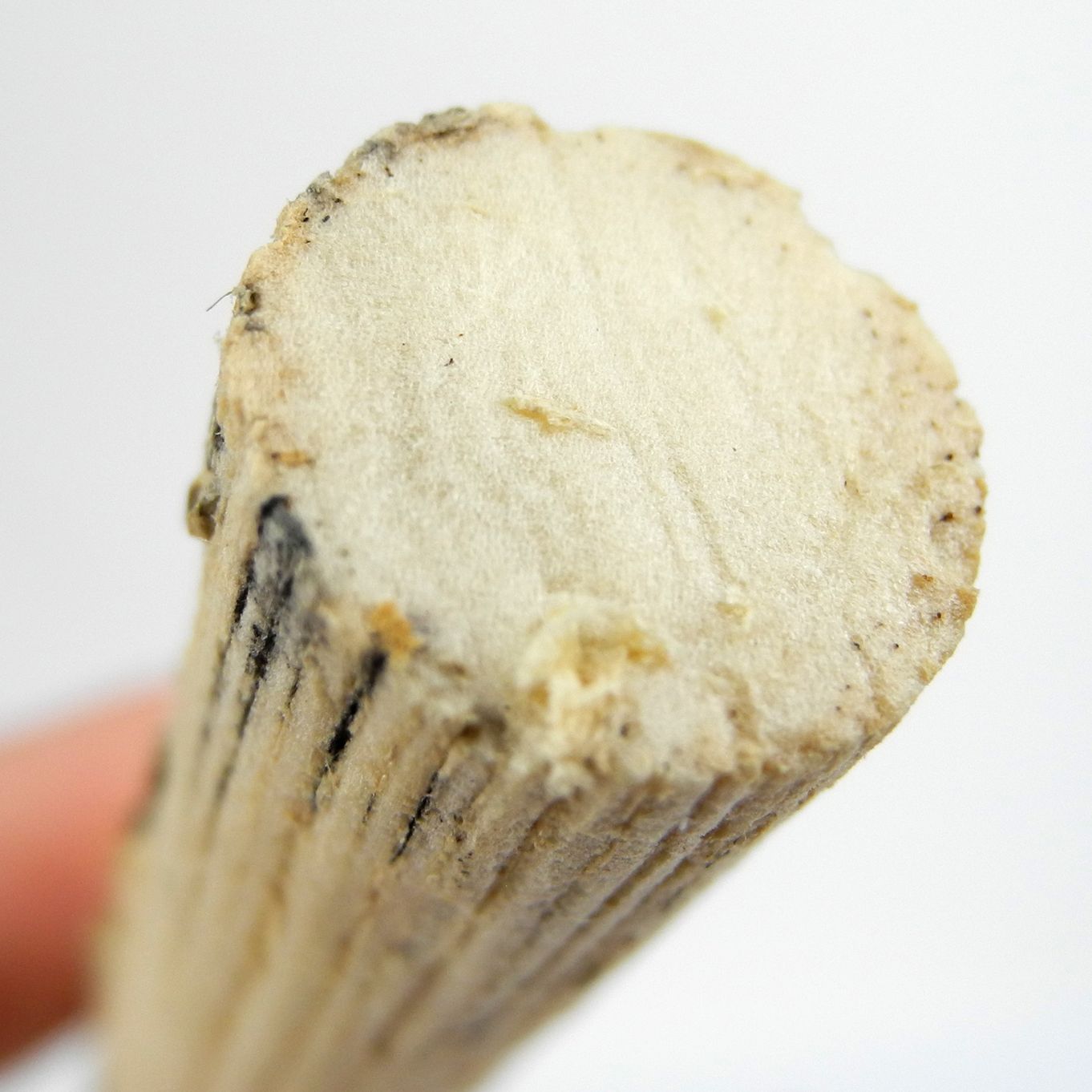 PITH ELDER LENGTH 80mm (Pack Of 6) - HP26250-06